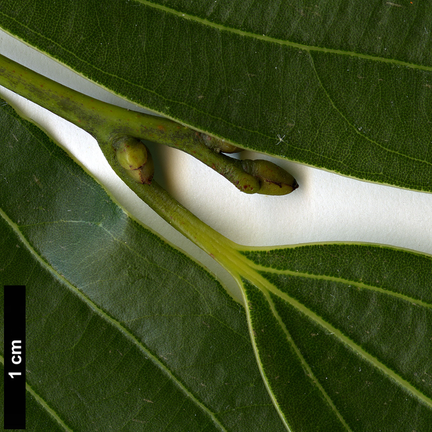 High resolution image: Family: Lauraceae - Genus: Cinnamomum - Taxon: japonicum